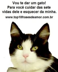 Vou te dar um gato!