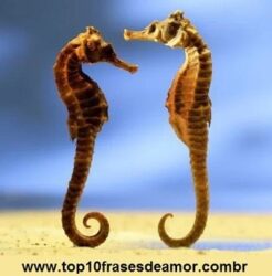 Fidelidade no mundo animal