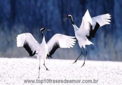 Tsuru é símbolo de felicidade