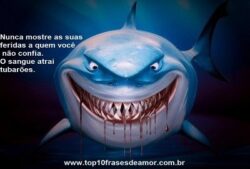 O sangue atrai tubarões