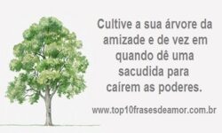 Árvore da amizade