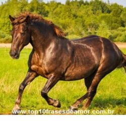 Vamos cuidar do nosso coração