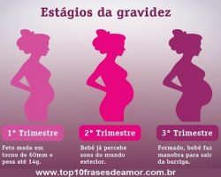 Estágios da gravidez