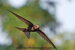 Voa o pássaro em silêncio Voa o pássaro em silêncio