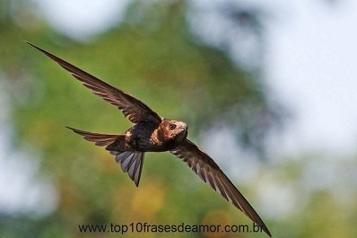 Voa o pássaro em silêncio