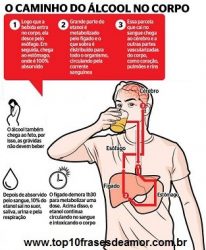O caminho do álcool no corpo O caminho do álcool no corpo