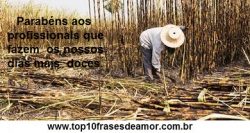 Cortador de cana-de-açúcar Cortador de cana-de-açúcar