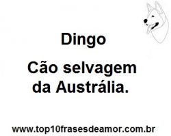 Dingo Dingo
