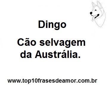 Dingo