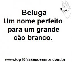 Beluga Beluga