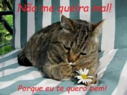 Não me queira mal!