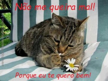 Não me queira mal!