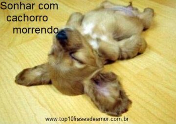 Sonhar com cachorro morrendo