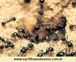 Sonhar com formigueiro