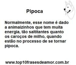Pipoca