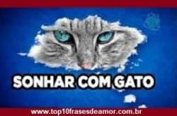 Sonhar com gato
