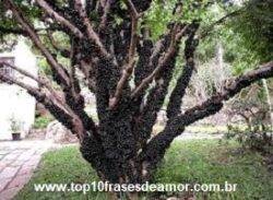 Alimentos da alegria