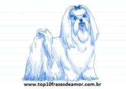 Minha raça preferida