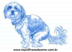 Minha raça preferida