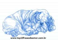 Minha raça preferida