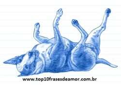 Minha raça preferida