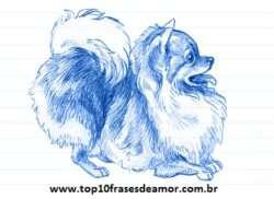 Minha raça preferida