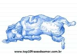 Minha raça preferida