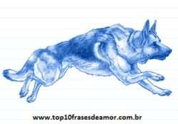 Minha raça preferida