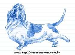 Minha raça preferida