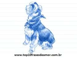 Minha raça preferida