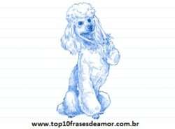 Minha raça preferida