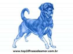 Minha raça preferida