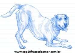 Minha raça preferida