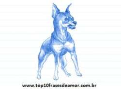 Minha raça preferida