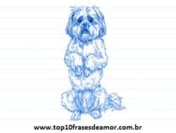 Minha raça preferida