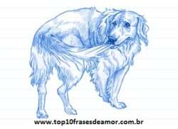 Minha raça preferida