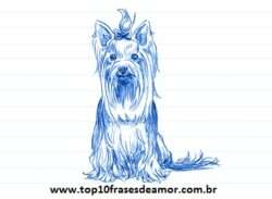 Minha raça preferida