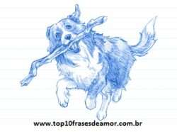 Minha raça preferida