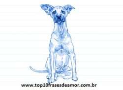 Minha raça preferida