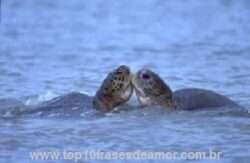 A grande família A grande família