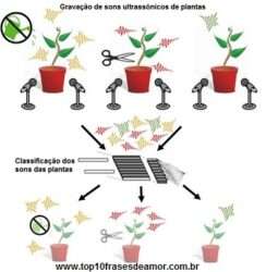 Os sons das plantas Os sons das plantas