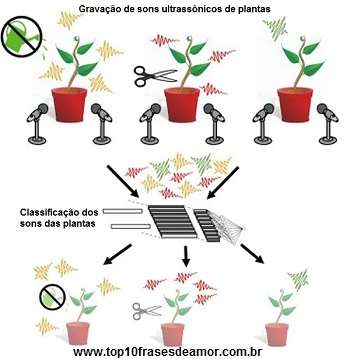 Os sons das plantas