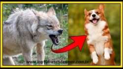 Primeiro animal domesticado Primeiro animal domesticado