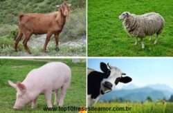 Primeiro animal domesticado Primeiro animal domesticado