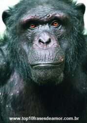 Corrupção entre os animais Corrupção entre os animais