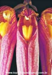 Corrupção entre os animais Corrupção entre os animais