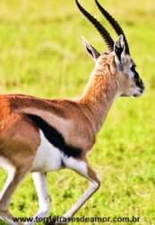 Corrupção entre os animais Corrupção entre os animais