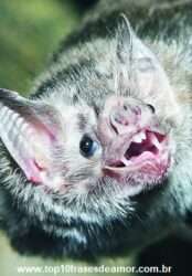 Corrupção entre os animais Corrupção entre os animais