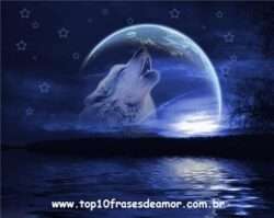 Amigo lobo Amigo lobo