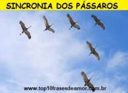 Sincronia dos pássaros Sincronia dos pássaros